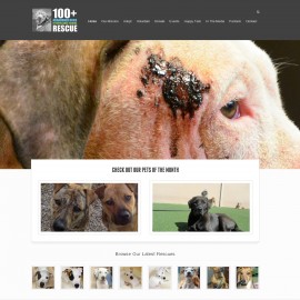 100+ Abandoned Dogs Foundation